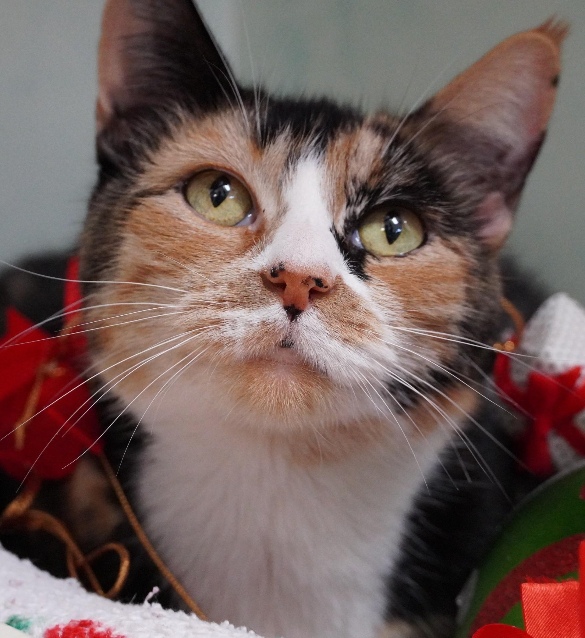 Goldilocks, a Adoptable mixed breed in Grants Pass, OR image 3/3