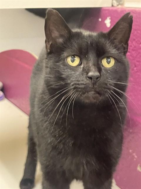 GAMMIE, Adoptable, Senior Female Domestic Short Hair.