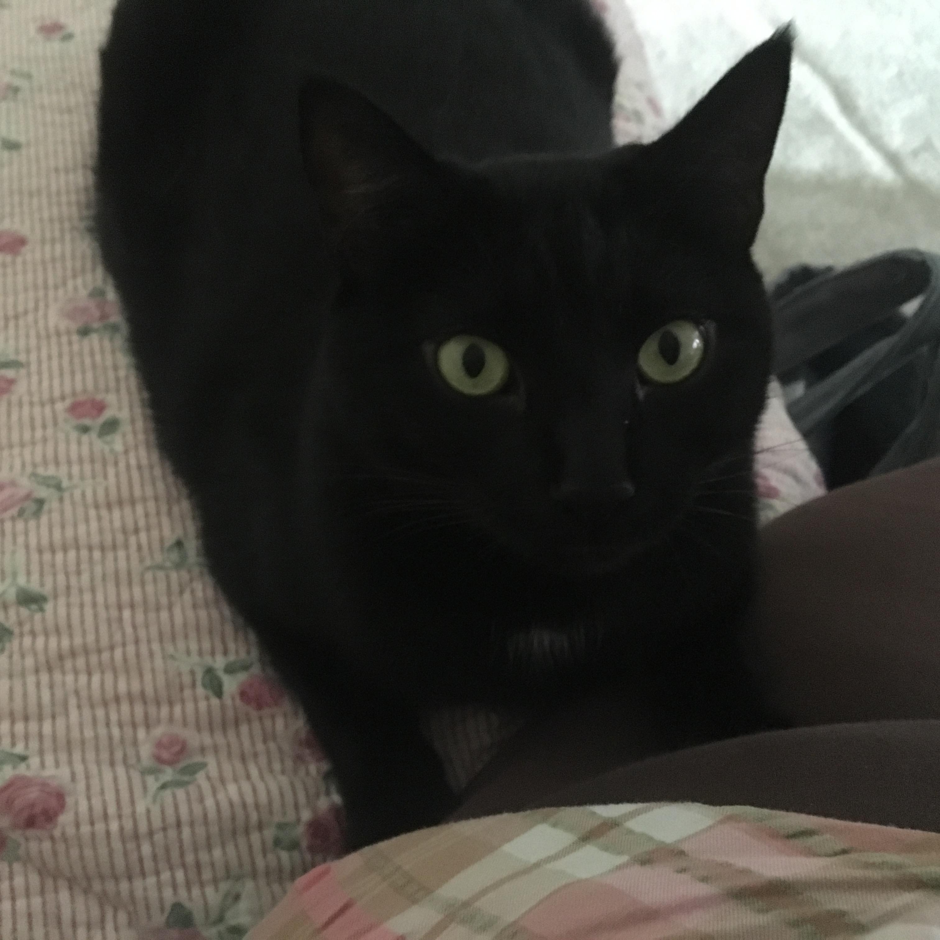 JP, a Adoptable Domestic Short Hair in Chehalis, WA image 1/4