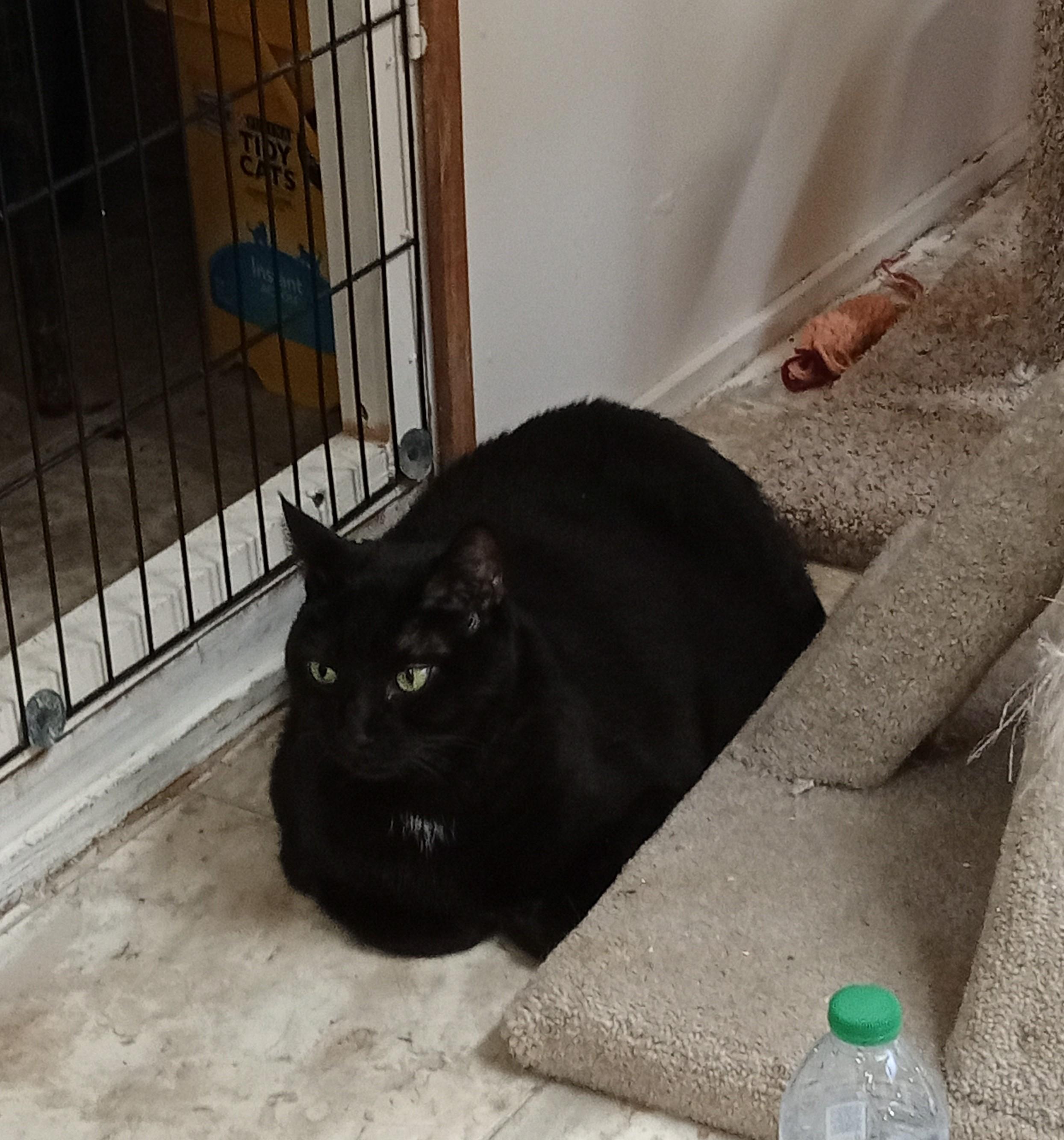 JP, a Adoptable Domestic Short Hair in Chehalis, WA image 2/4