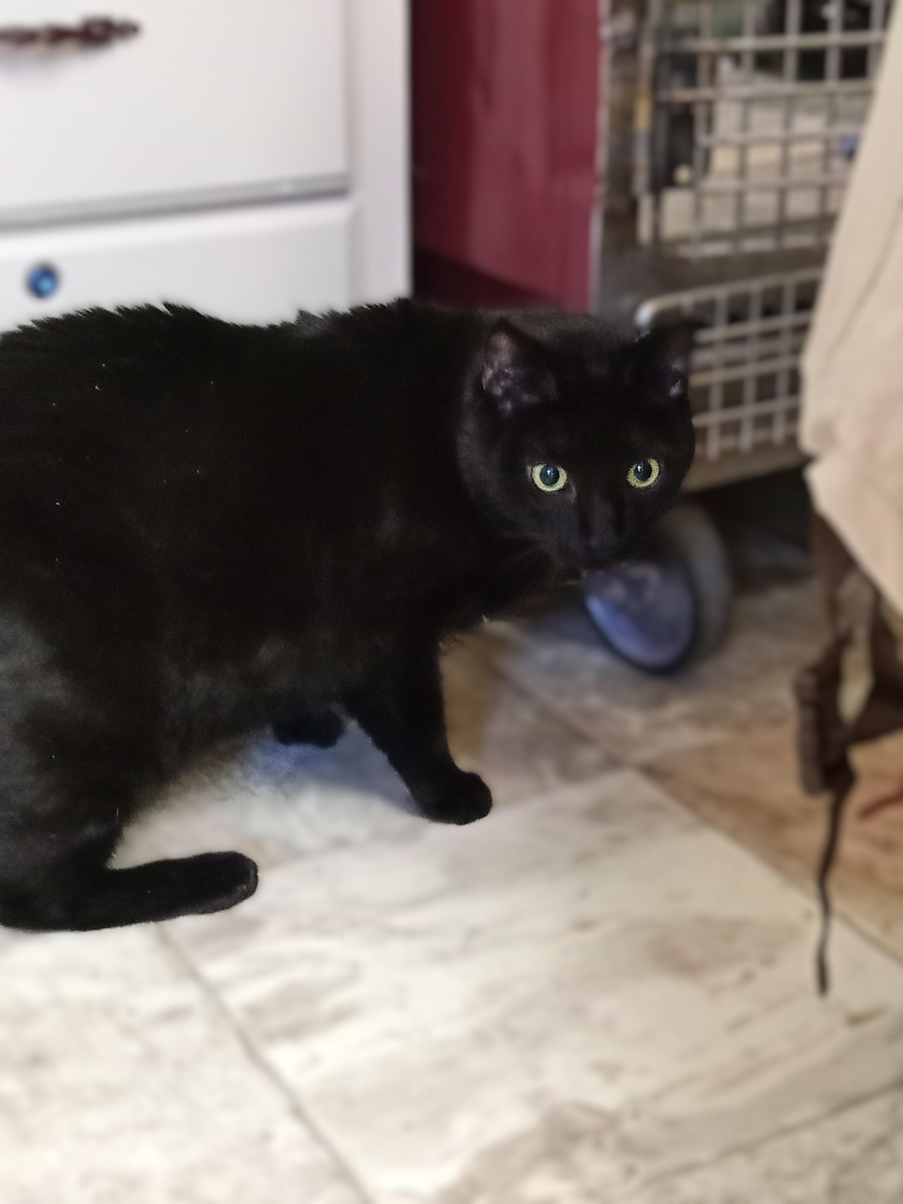 JP, a Adoptable Domestic Short Hair in Chehalis, WA image 3/4