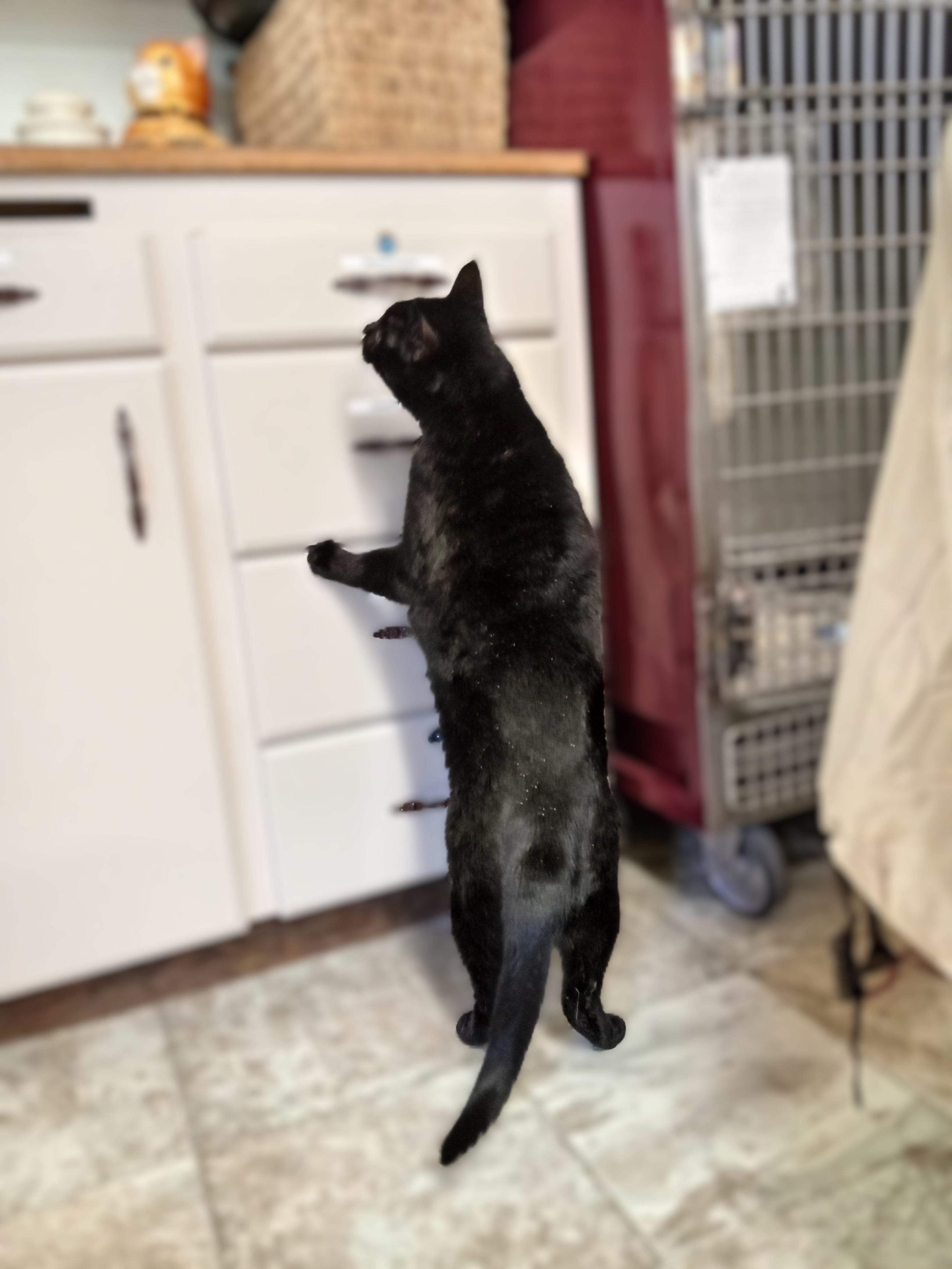 JP, a Adoptable Domestic Short Hair in Chehalis, WA image 4/4