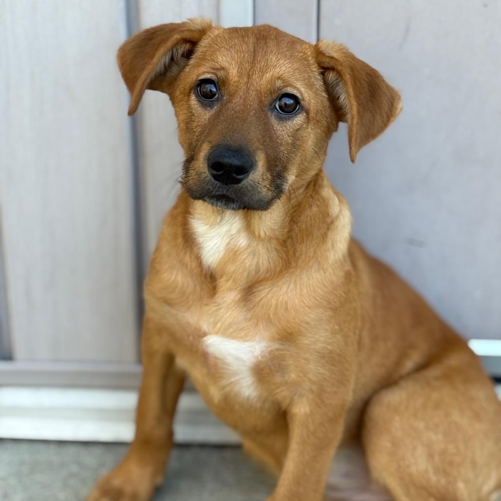 Enlarge Sequoia, a Adoptable Mixed Breed in Bedford, NH image 1/2