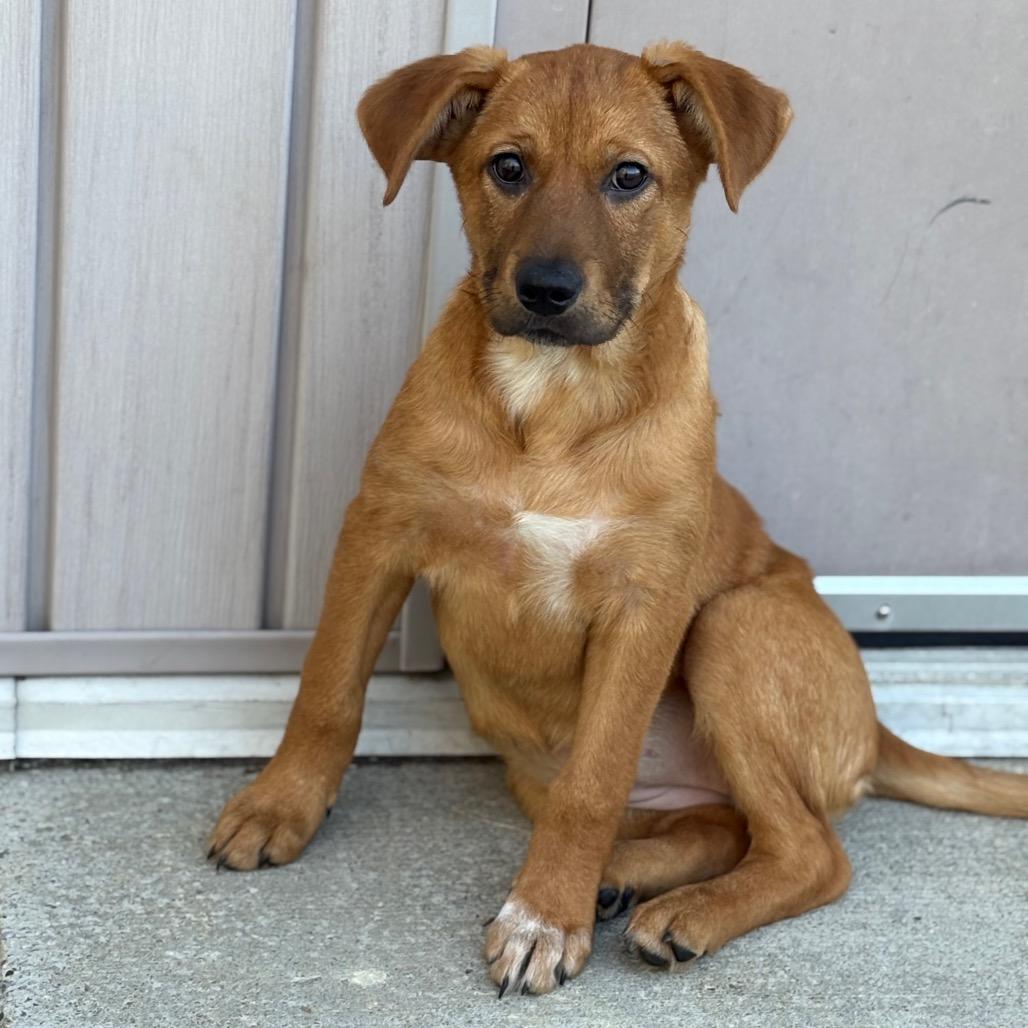 Enlarge Sequoia, a Adoptable Mixed Breed in Bedford, NH image 2/2