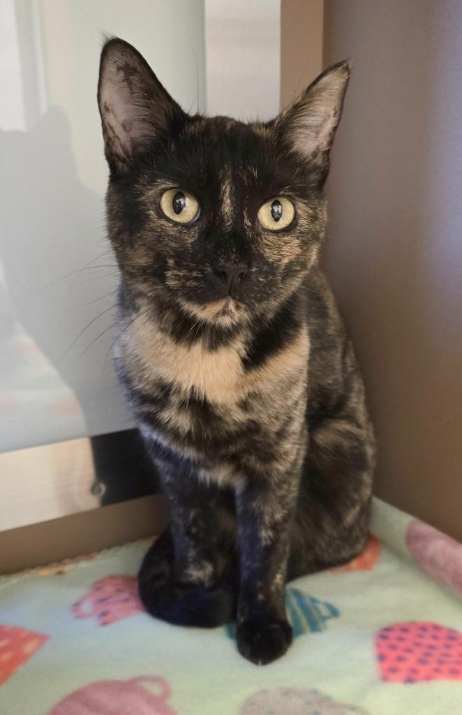 May, Adopted, Adult Female Domestic Short Hair.