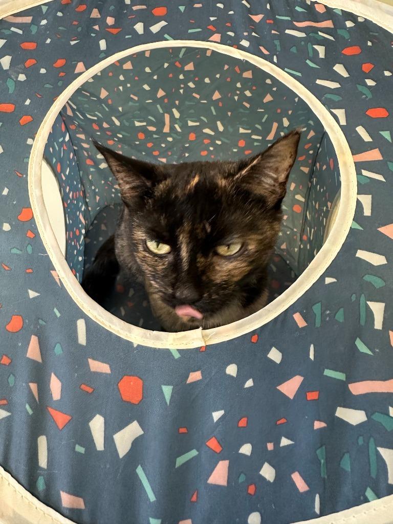 Enlarge May, a Adopted mixed breed in Blountville, TN image 2/3