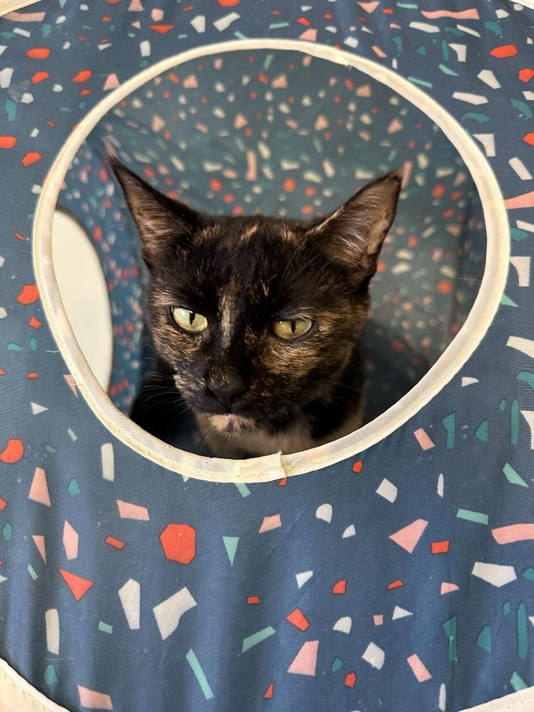 Enlarge May, a Adopted mixed breed in Blountville, TN image 3/3