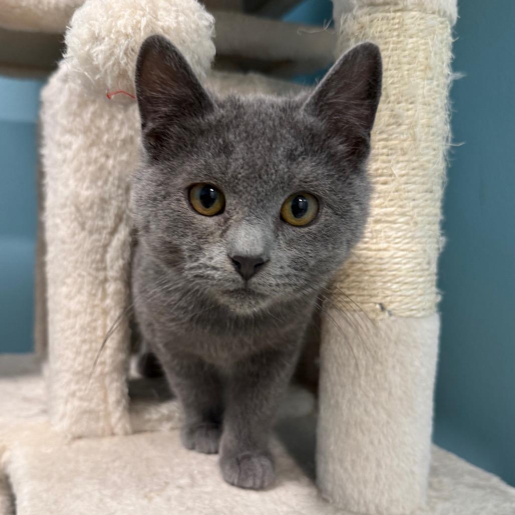 Enlarge Shrimp - Pending Adoption, a Adoptable Domestic Short Hair in Middleton, WI image 1/5