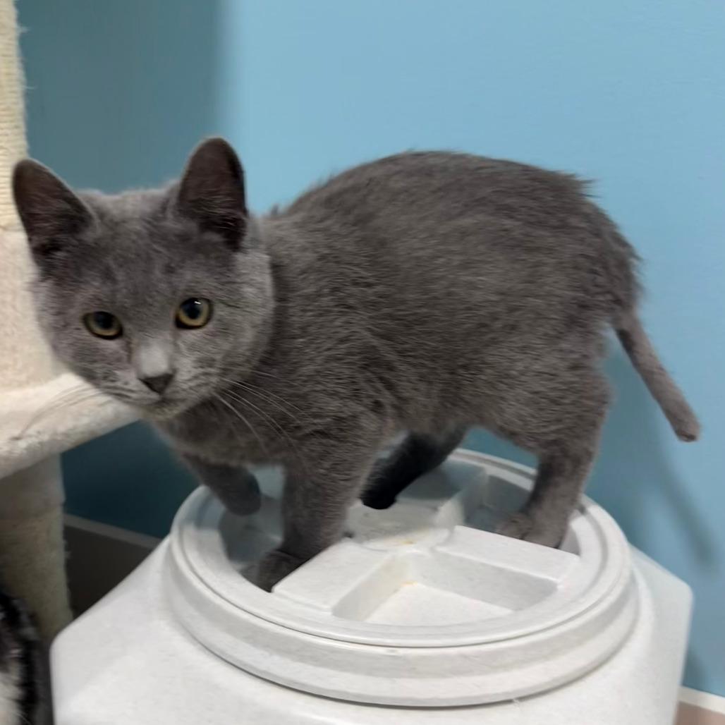 Enlarge Shrimp - Pending Adoption, a Adoptable Domestic Short Hair in Middleton, WI image 2/5