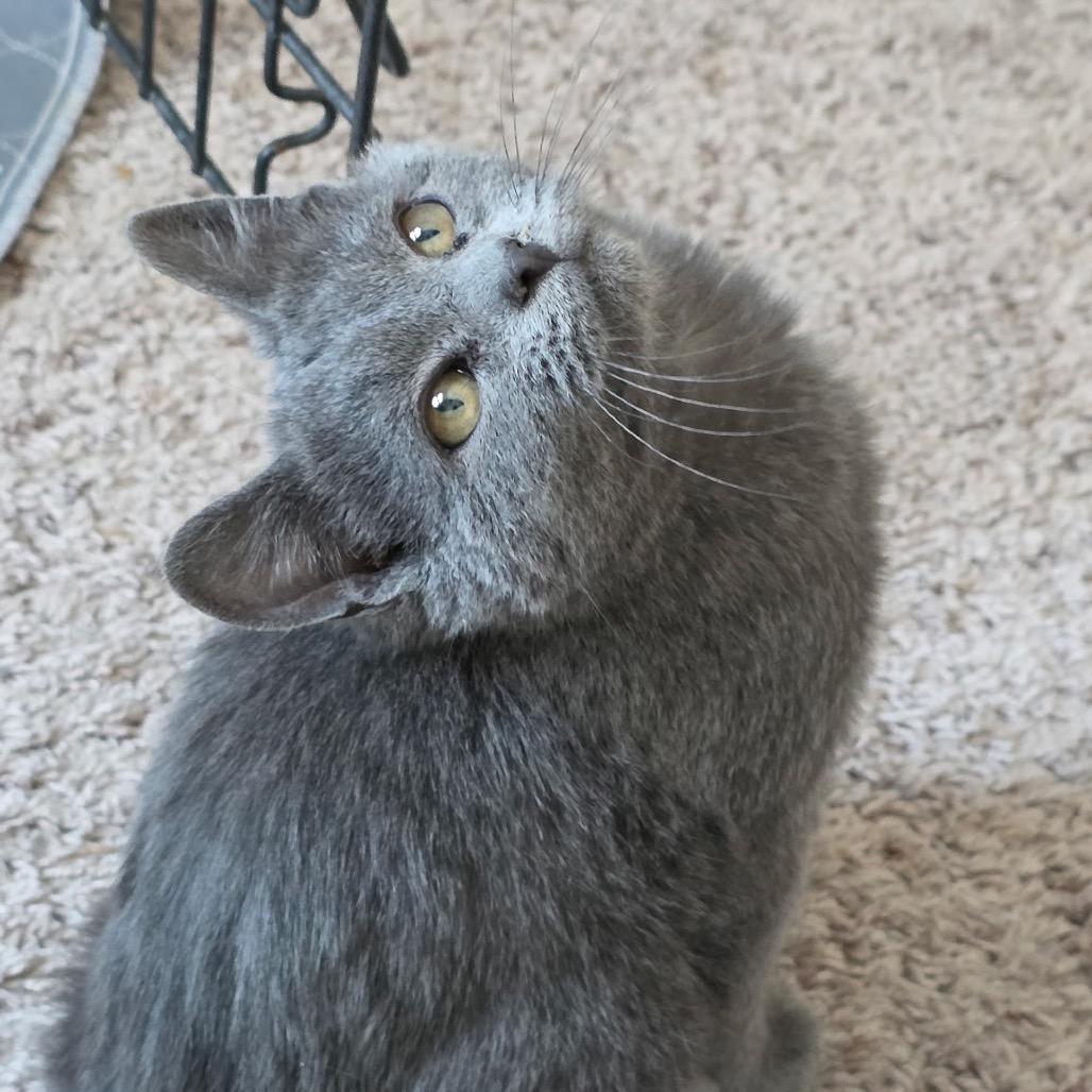 Enlarge Shrimp - Pending Adoption, a Adoptable Domestic Short Hair in Middleton, WI image 3/5