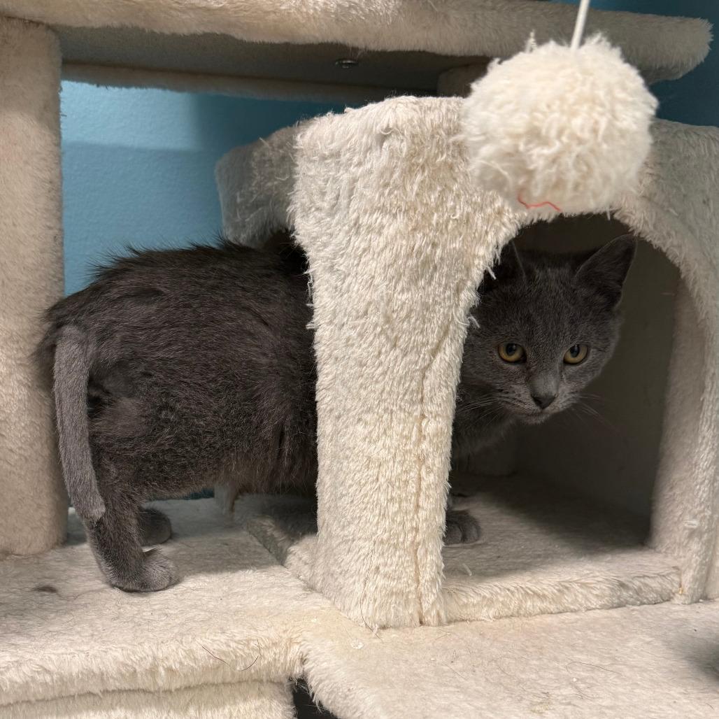 Enlarge Shrimp - Pending Adoption, a Adoptable Domestic Short Hair in Middleton, WI image 4/5