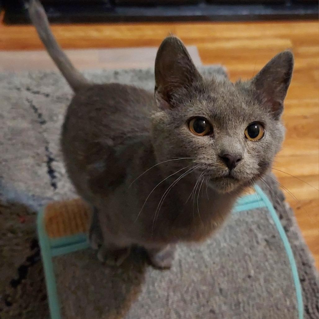 Enlarge Shrimp - Pending Adoption, a Adoptable Domestic Short Hair in Middleton, WI image 5/5