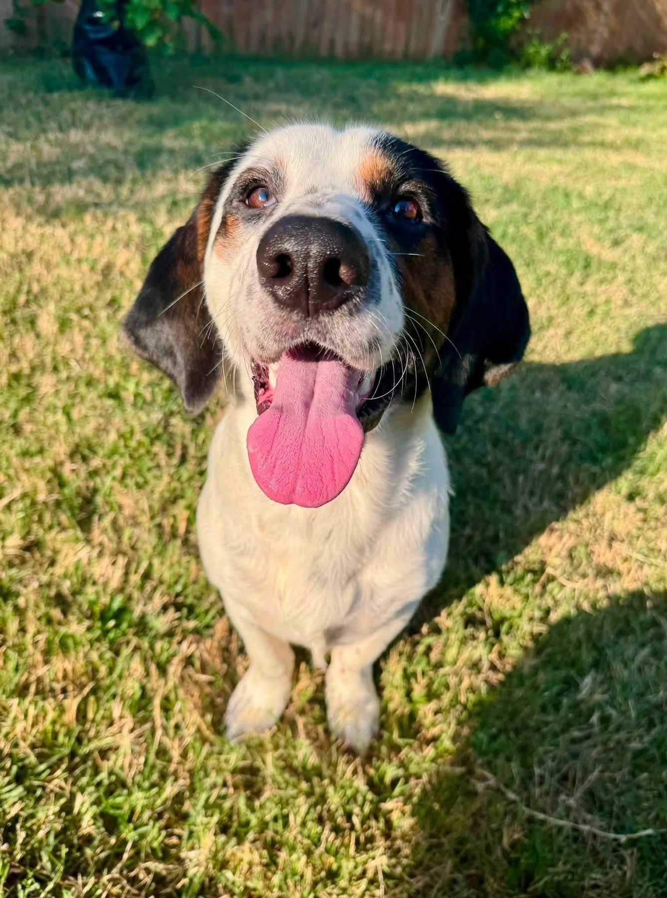 Enlarge Finn, a ADOPTABLE mixed breed in Oklahoma City, OK image 5/5