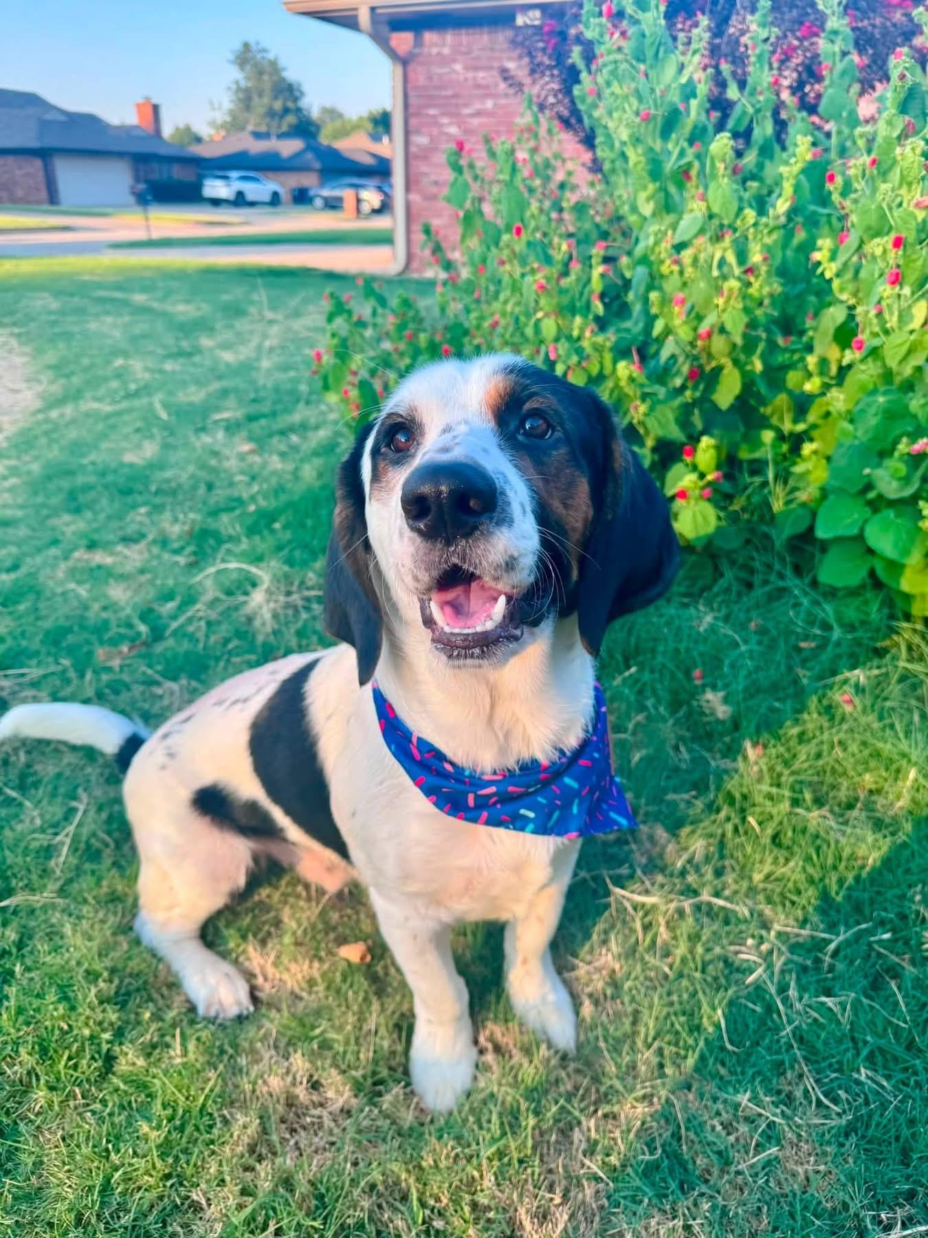 Enlarge Finn, a ADOPTABLE mixed breed in Oklahoma City, OK image 1/5