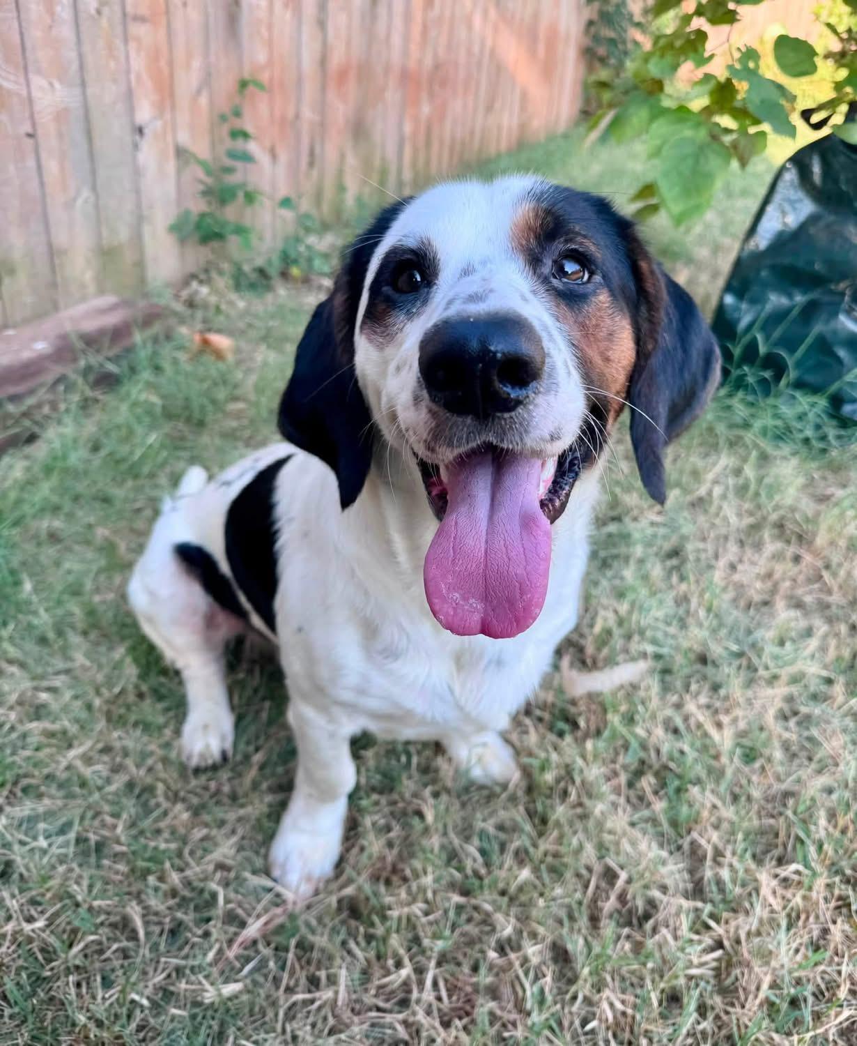 Enlarge Finn, a ADOPTABLE mixed breed in Oklahoma City, OK image 2/5