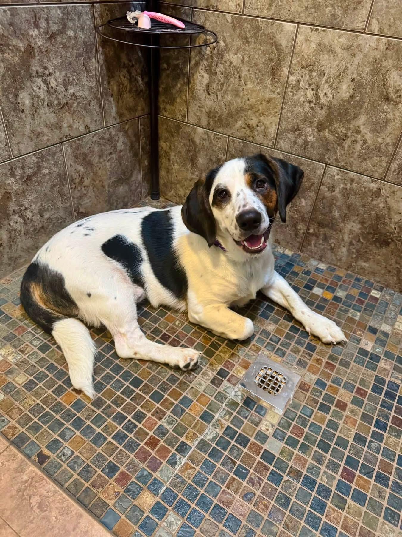 Enlarge Finn, a ADOPTABLE mixed breed in Oklahoma City, OK image 3/5
