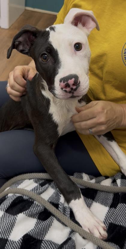 Splotch, Adoptable, Puppy Male Border Collie & Labrador Retriever.