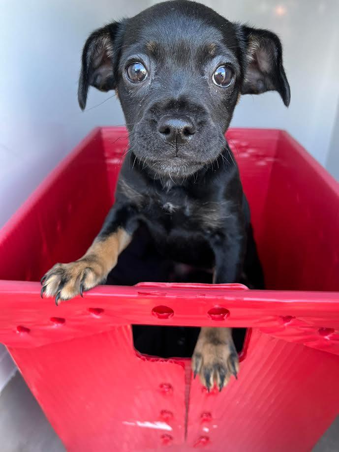 Enlarge Suzie, a ADOPTABLE mixed breed in Oakdale, CA image 1/1