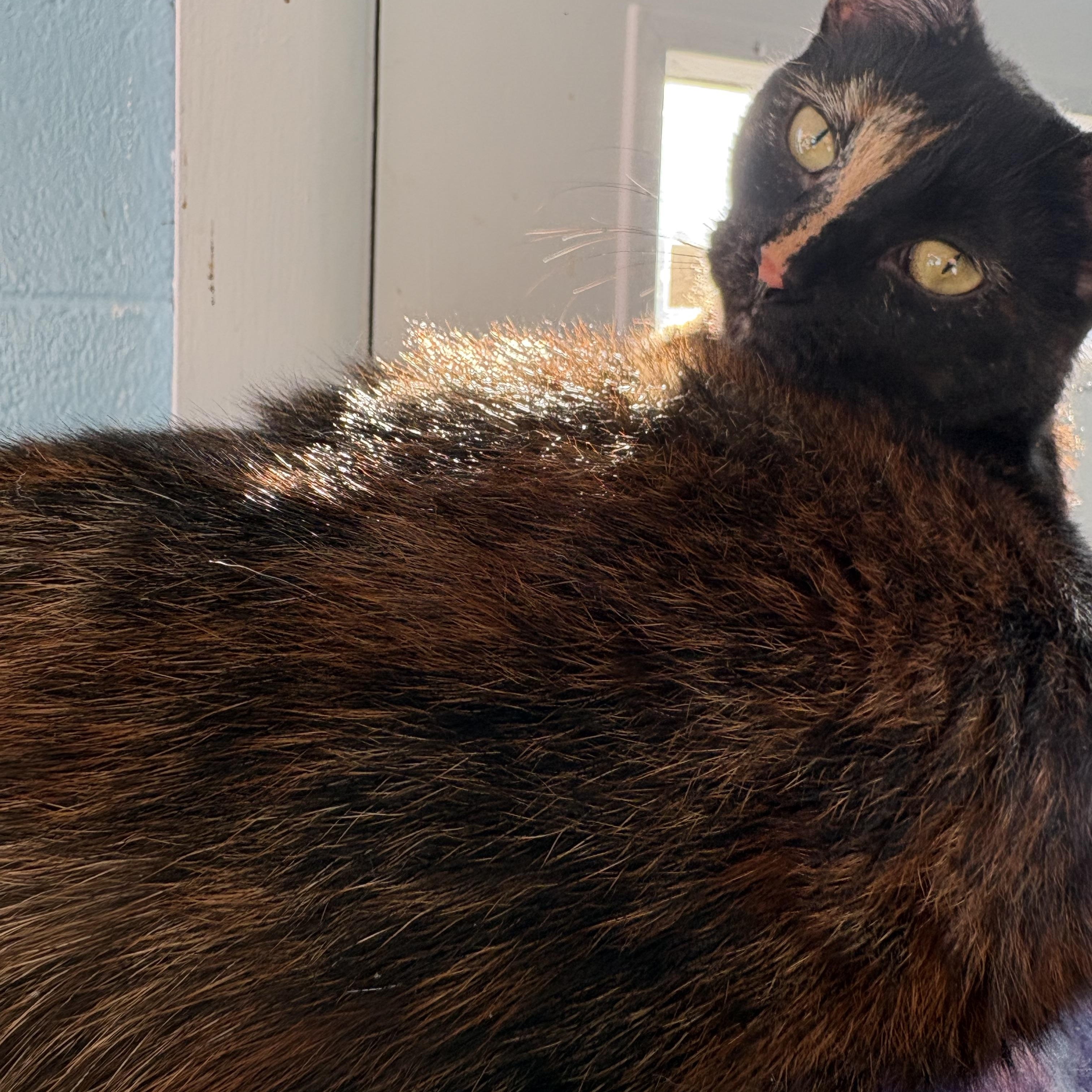 Apricot, a ADOPTABLE Domestic Short Hair in Wilder, KY image 2/3