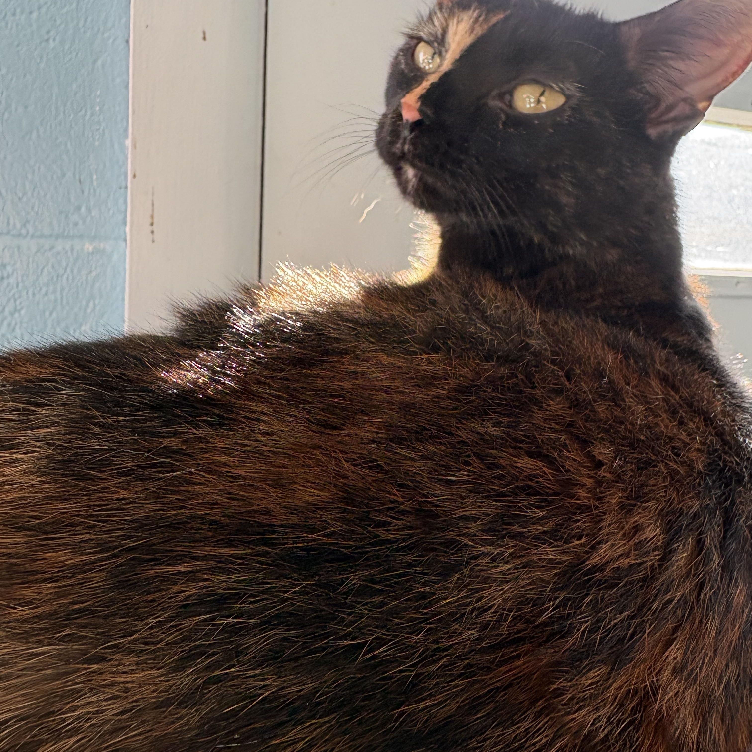 Apricot, ADOPTABLE, Young Female Domestic Short Hair.