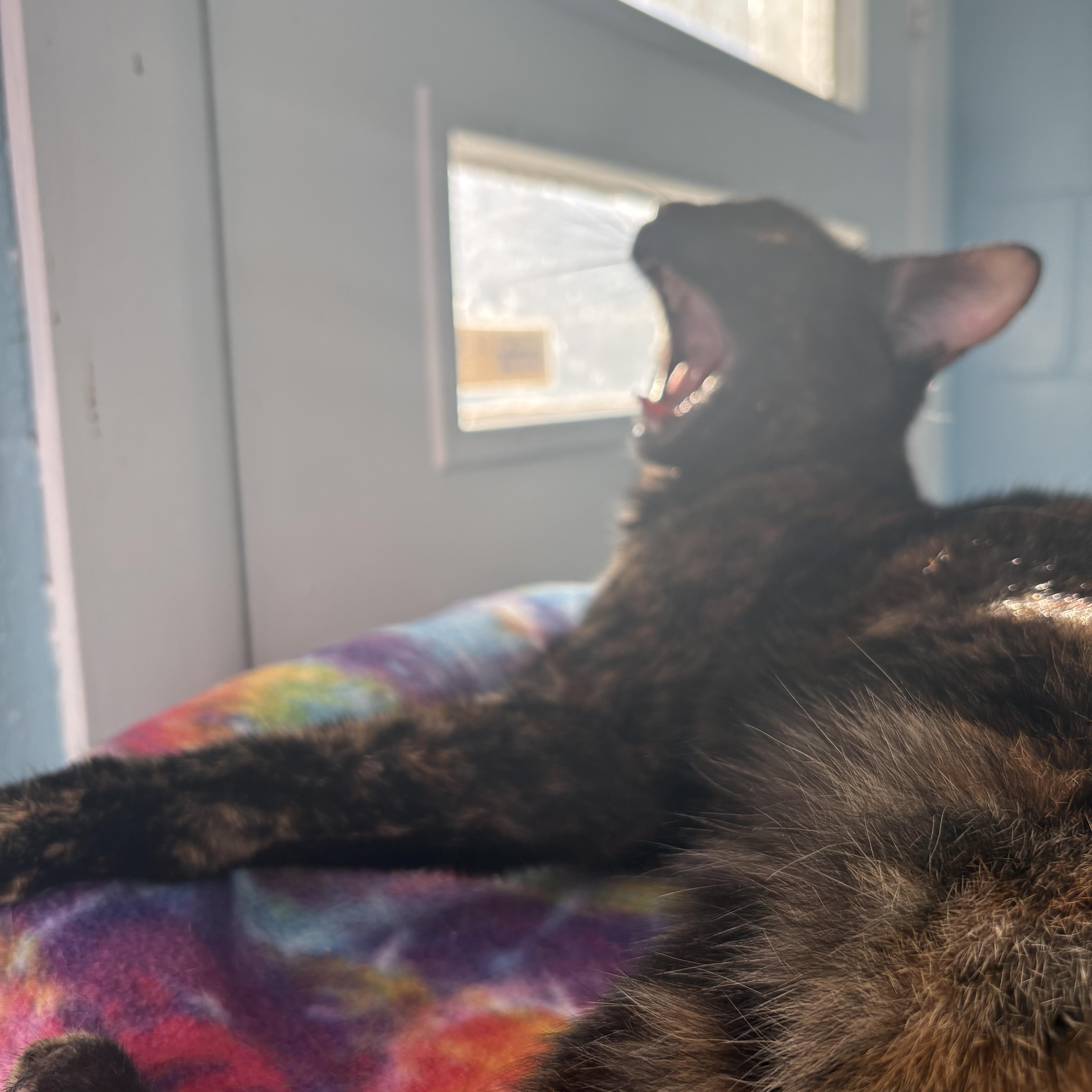 Apricot, a ADOPTABLE Domestic Short Hair in Wilder, KY image 3/3