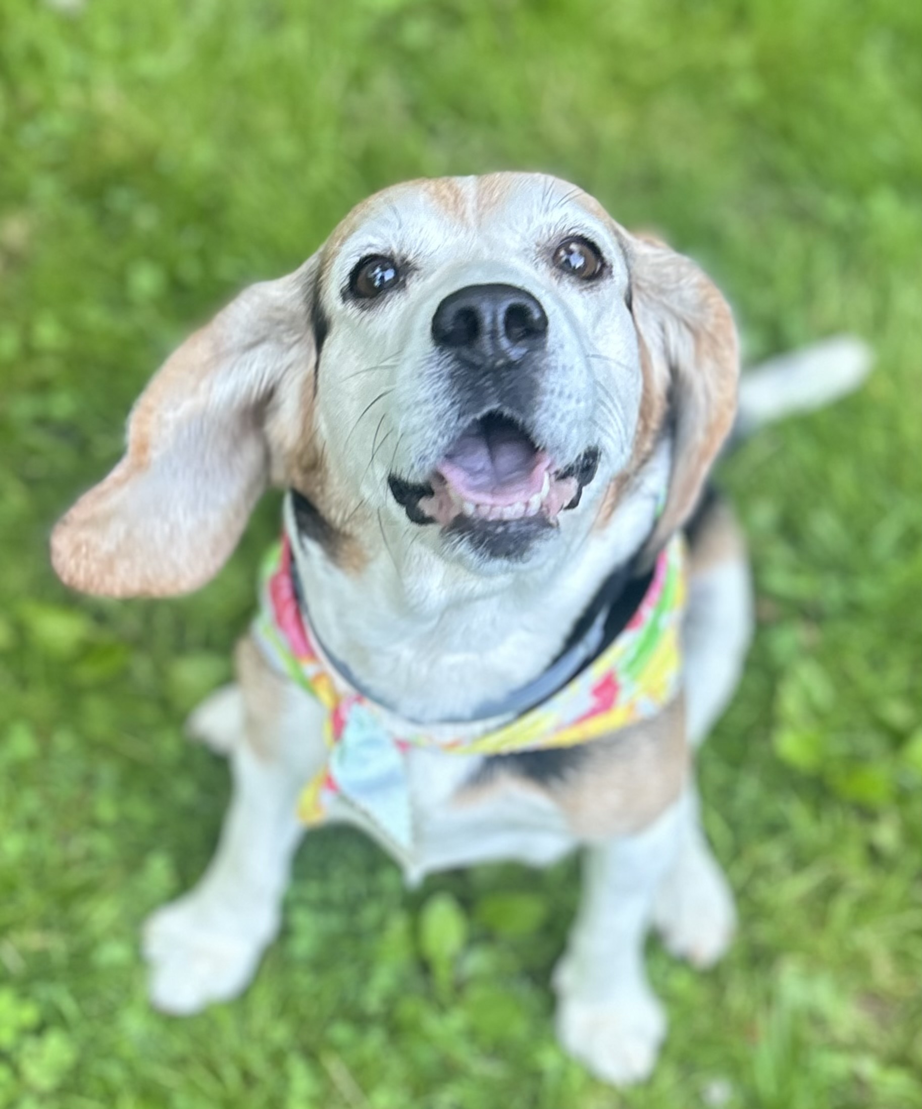 Dog for adoption Bonnie, a Beagle in Bradfordwoods, PA Petfinder