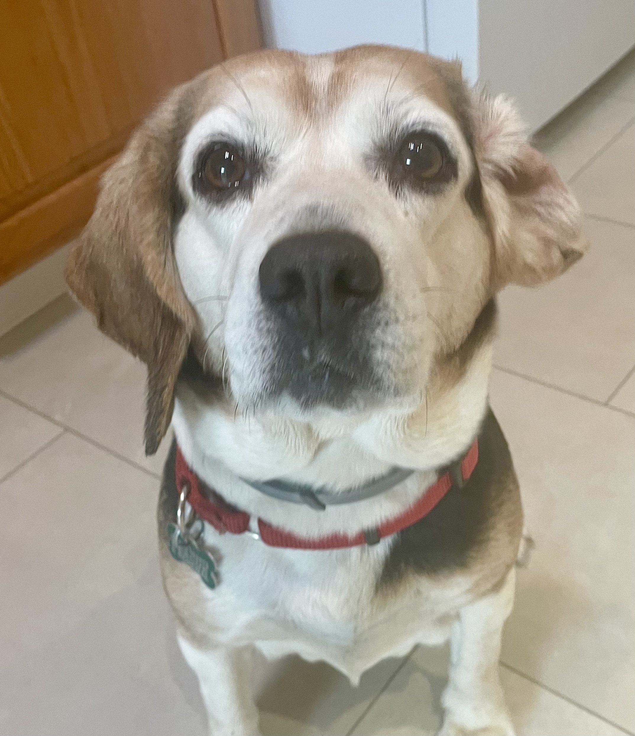 Dog for adoption Bonnie, a Beagle in Bradfordwoods, PA Petfinder