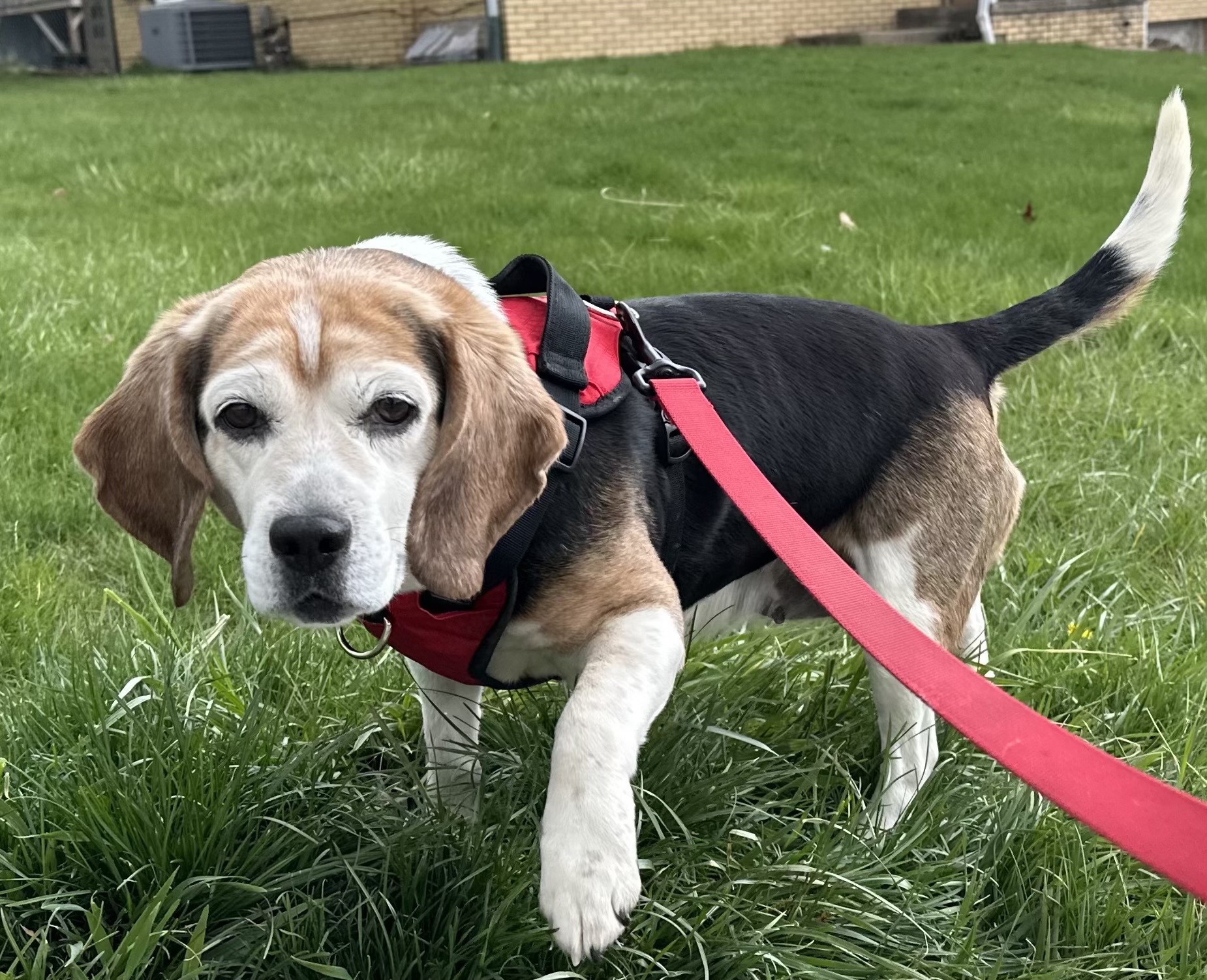 Dog for adoption Bonnie, a Beagle in Bradfordwoods, PA Petfinder
