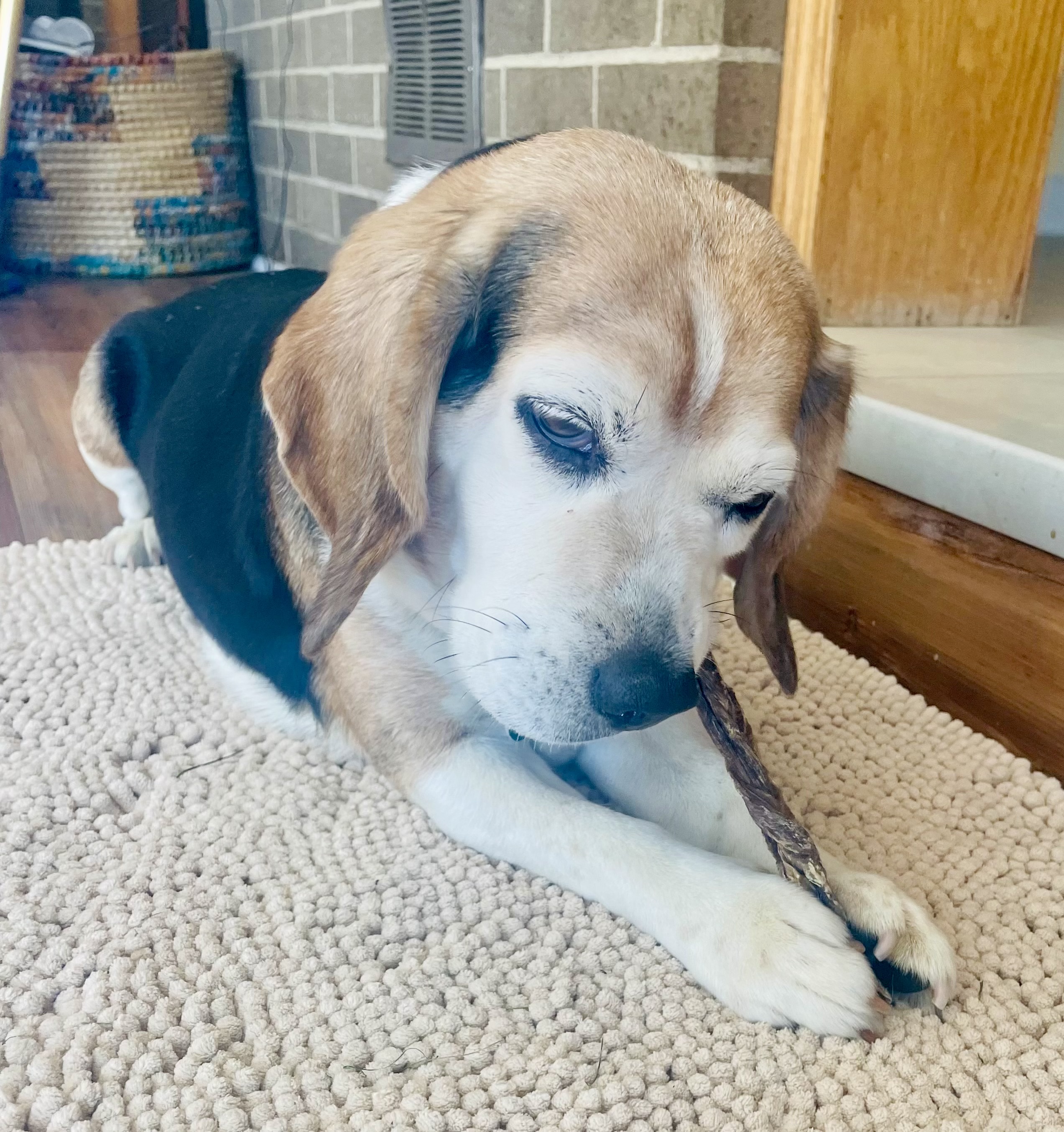 Dog for adoption Bonnie, a Beagle in Bradfordwoods, PA Petfinder