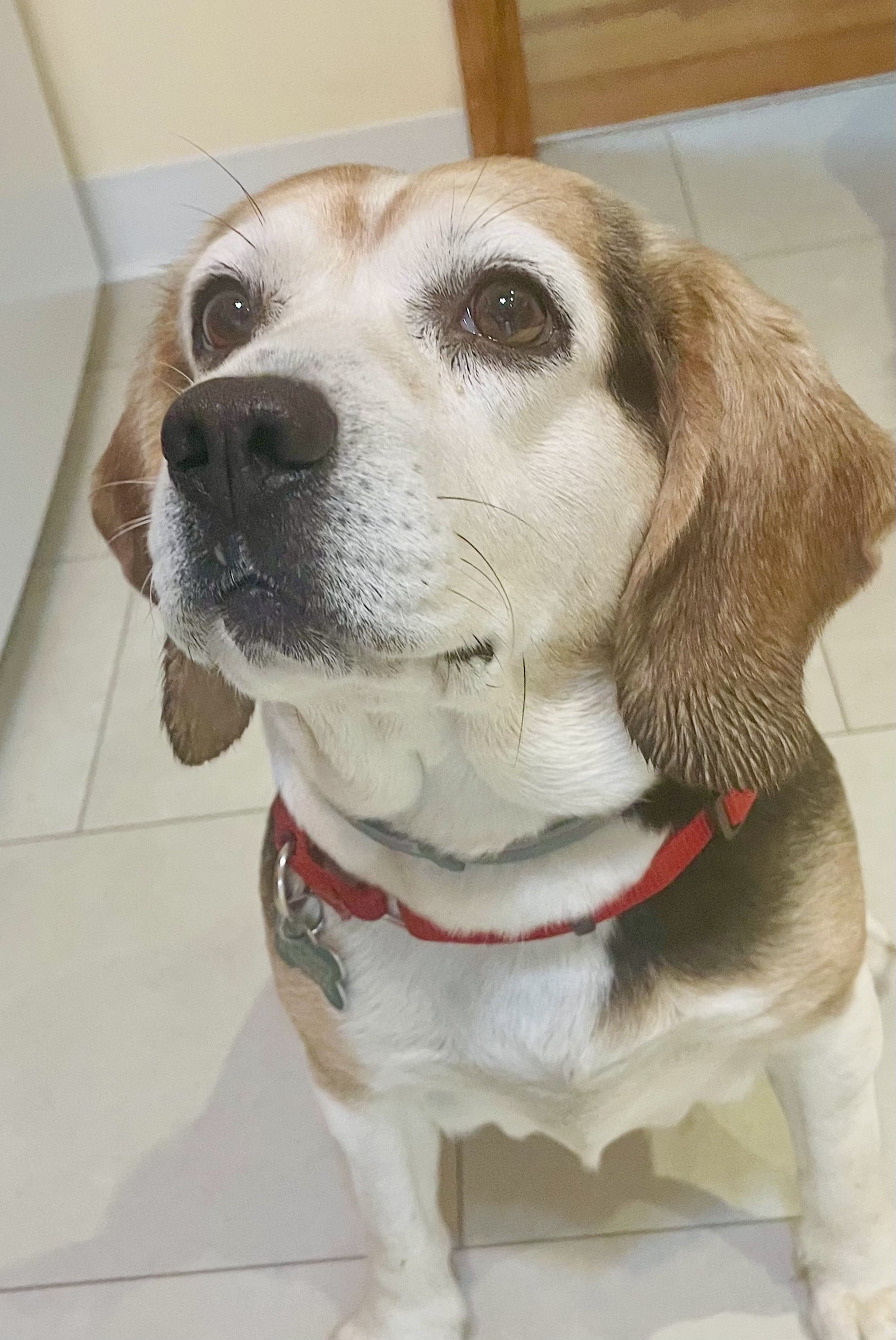 Dog for adoption Bonnie, a Beagle in Bradfordwoods, PA Petfinder