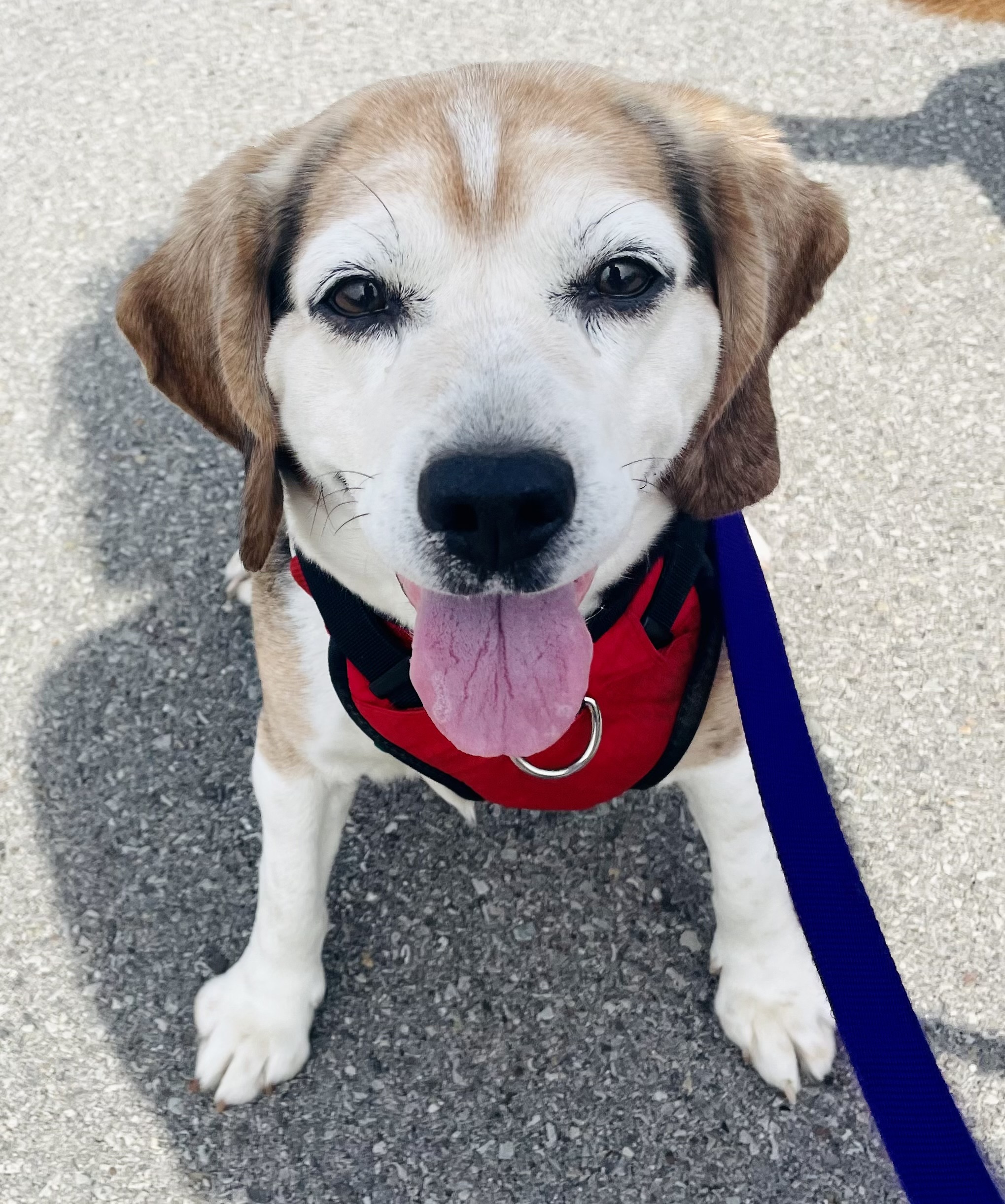 Dog for adoption Bonnie, a Beagle in Bradfordwoods, PA Petfinder