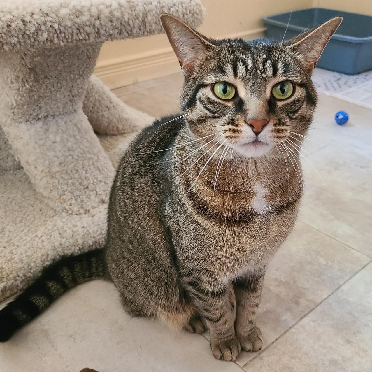 Enlarge Sage, a ADOPTABLE Domestic Short Hair in Guelph, ON image 3/5