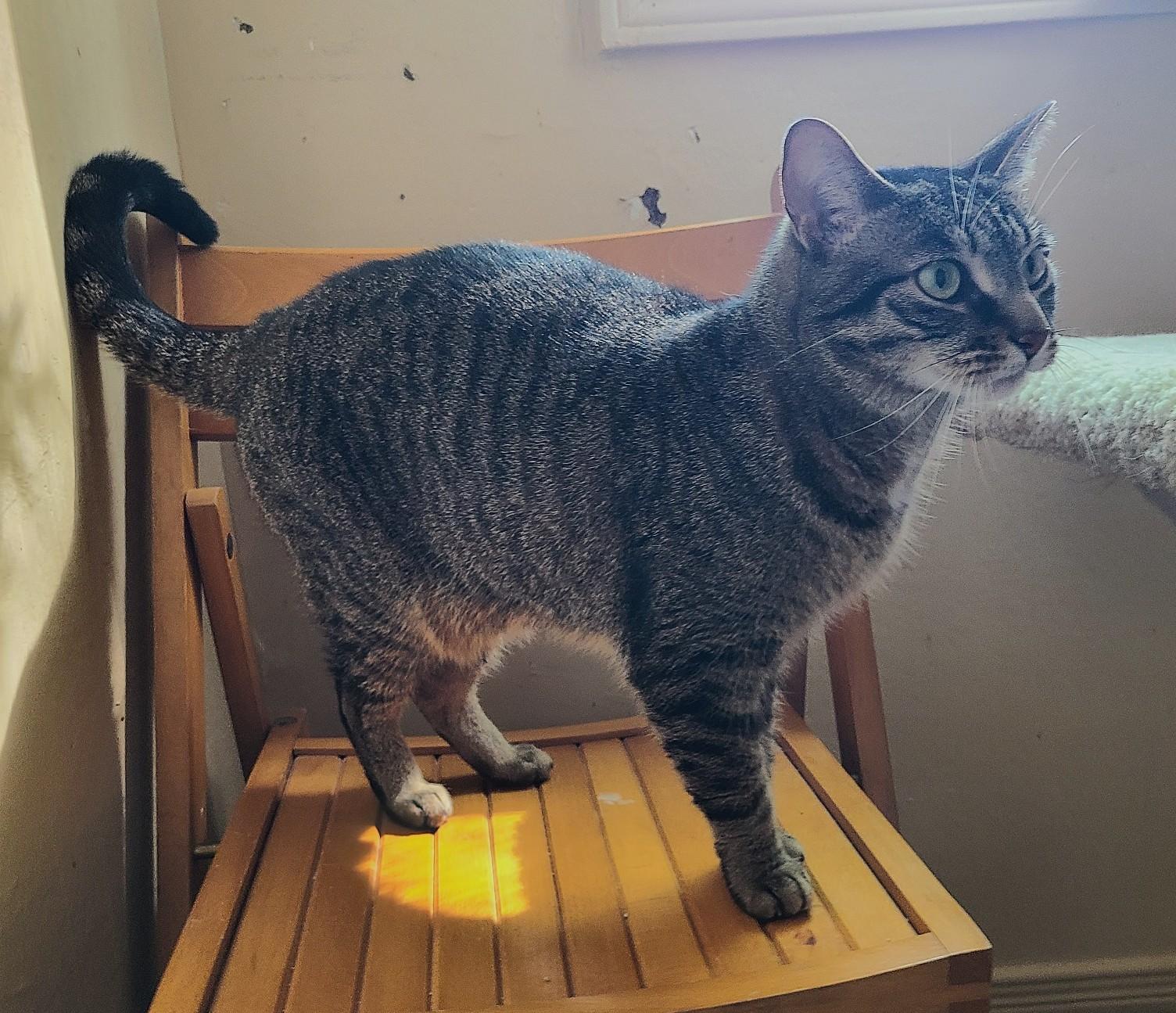 Enlarge Sage, a ADOPTABLE Domestic Short Hair in Guelph, ON image 5/5