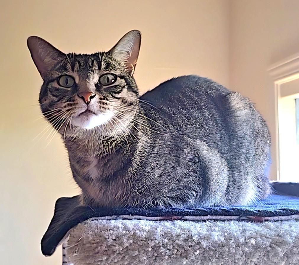 Enlarge Sage, a ADOPTABLE Domestic Short Hair in Guelph, ON image 4/5