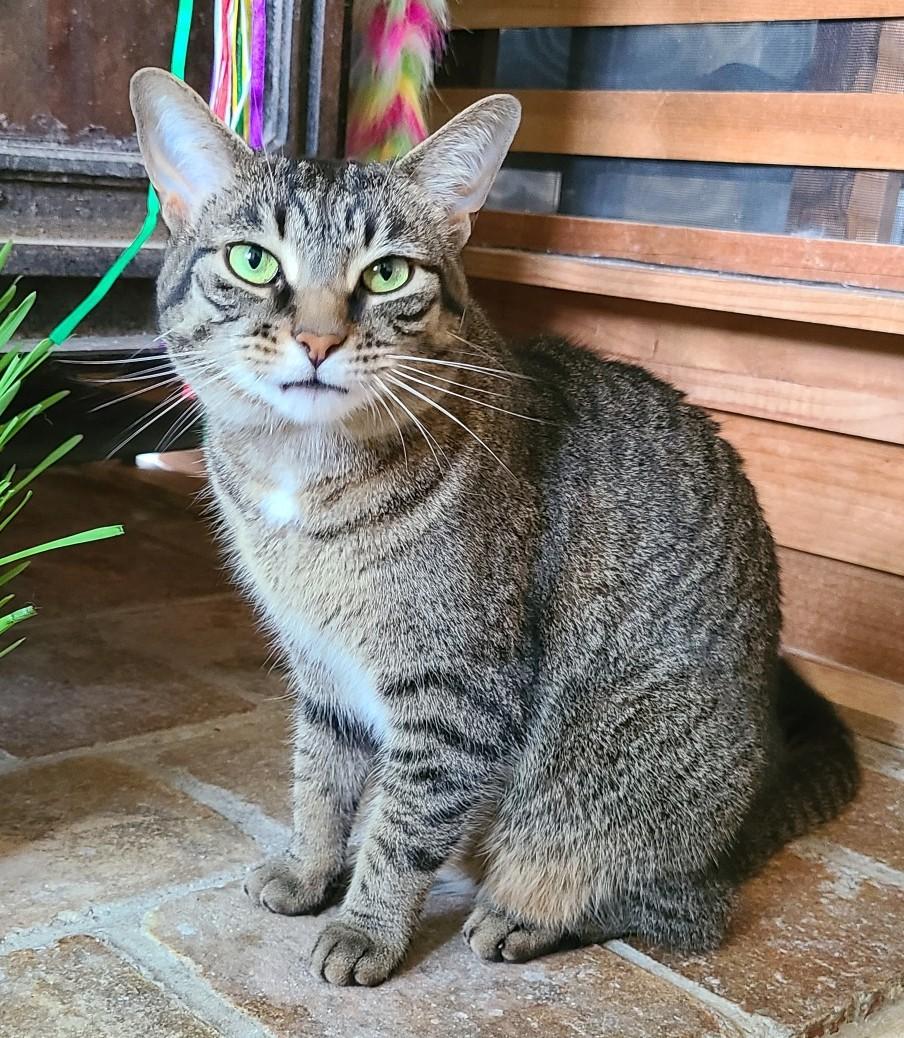 Sage, ADOPTABLE, Adult Female Domestic Short Hair.