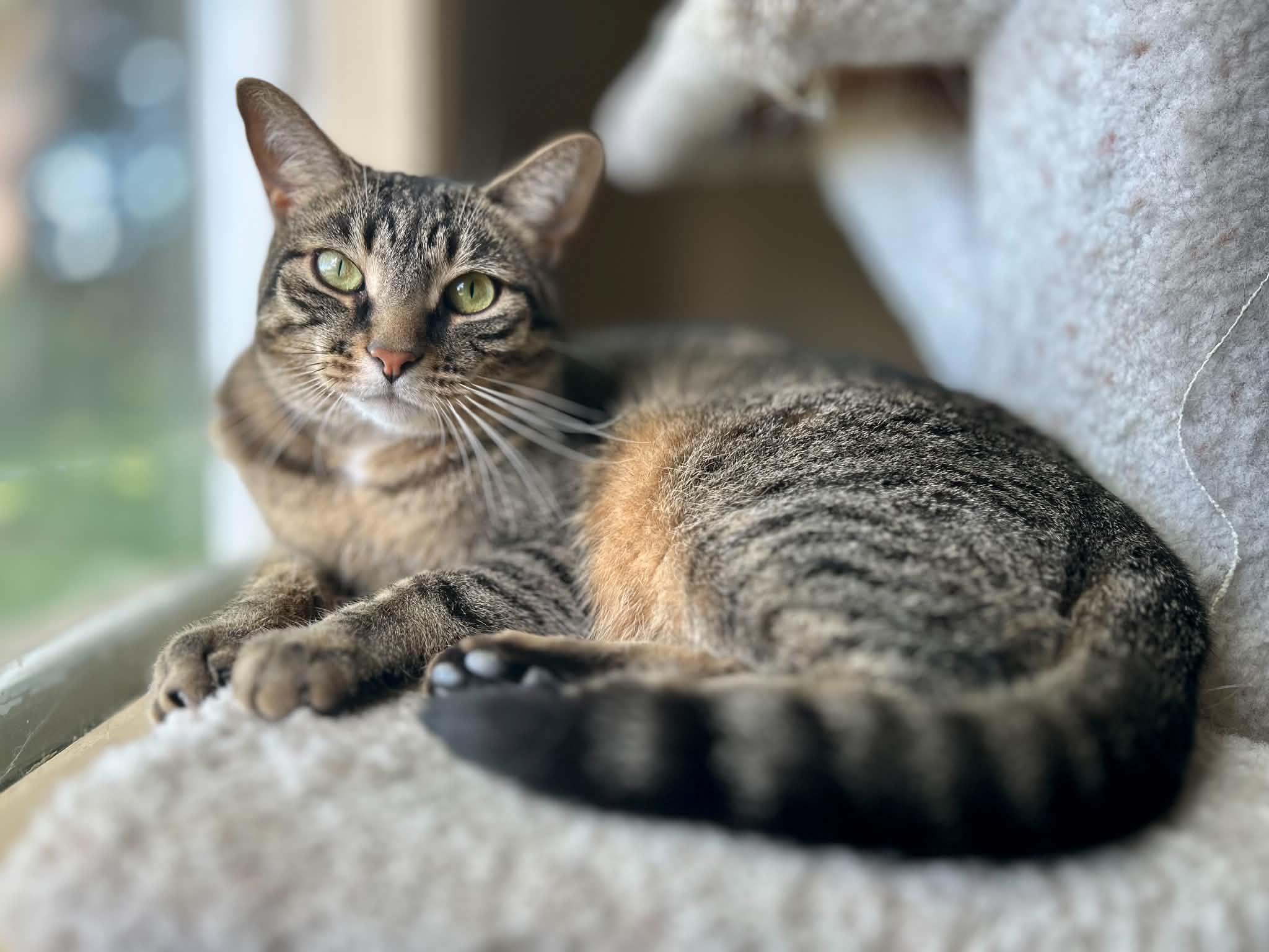 Enlarge Sage, a ADOPTABLE Domestic Short Hair in Guelph, ON image 2/5