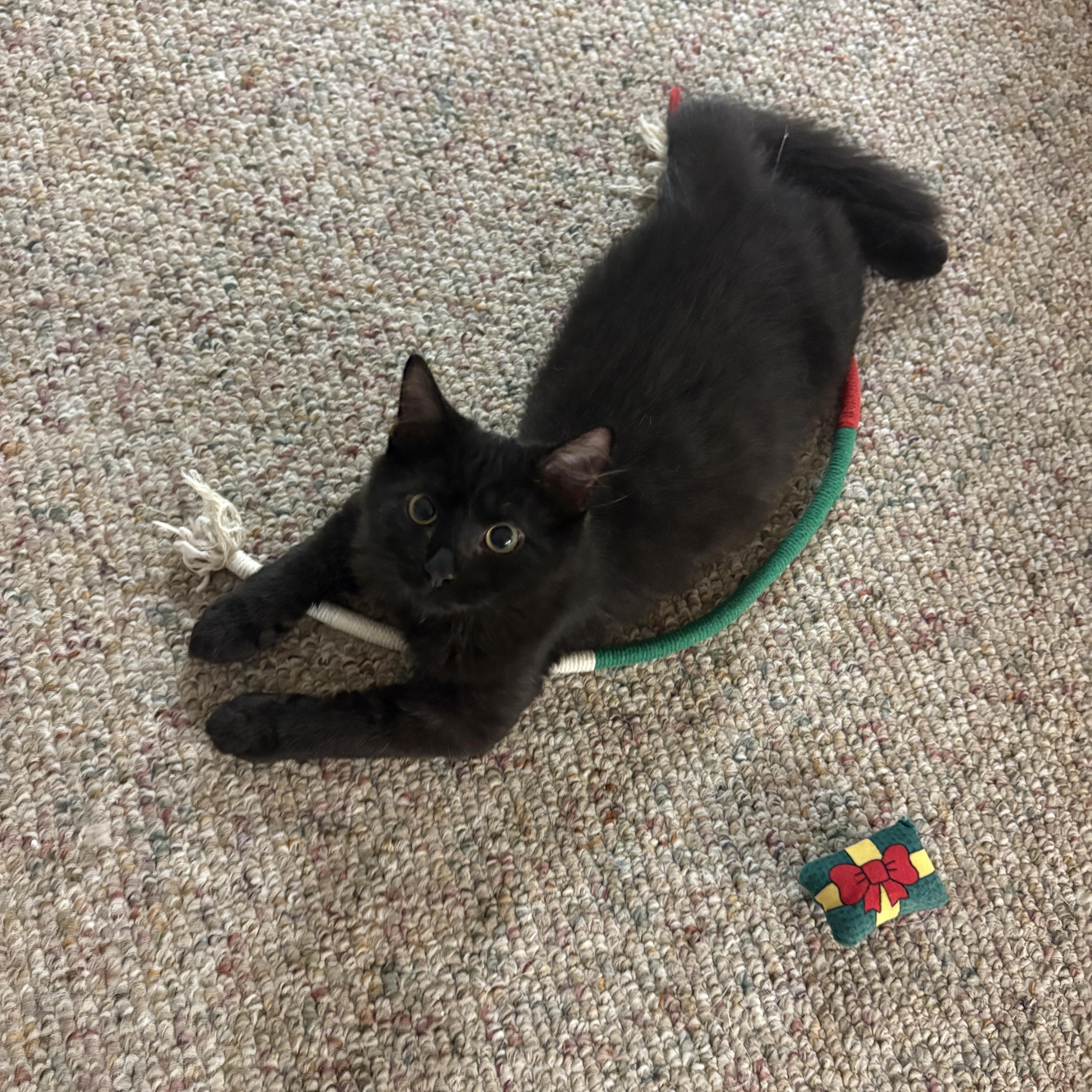 Frankie