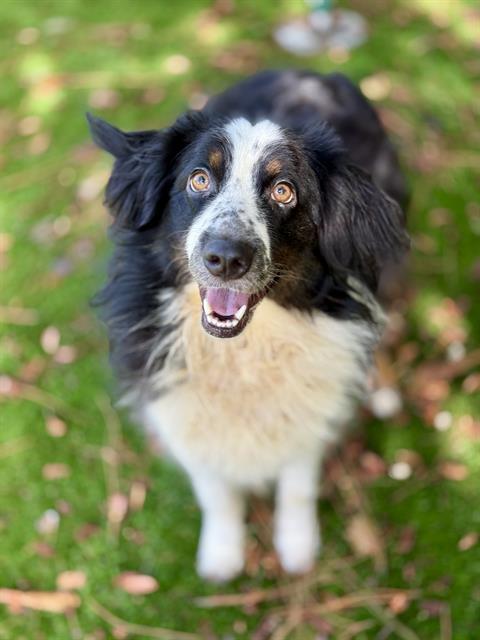 LIGHTENING, Adoptable, Adult Male Australian Shepherd & Mixed Breed.