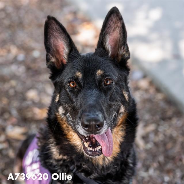 Enlarge OLLIE, a Adoptable German Shepherd Dog in Sacramento, CA image 1/1