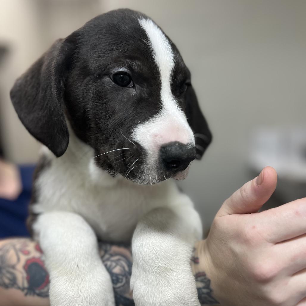 Drew Pickles, Adoptable, Puppy Male Shepherd.