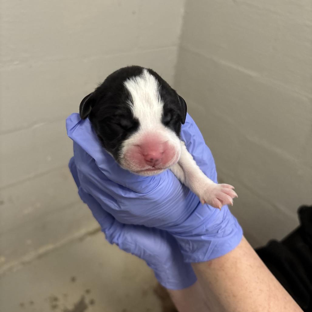 Enlarge Drew Pickles, a Adoptable mixed breed in Clanton, AL image 2/5