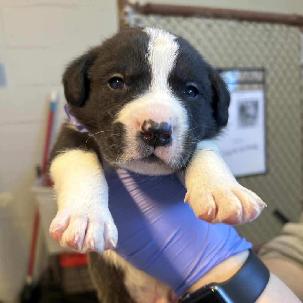 Enlarge Drew Pickles, a Adoptable mixed breed in Clanton, AL image 3/5