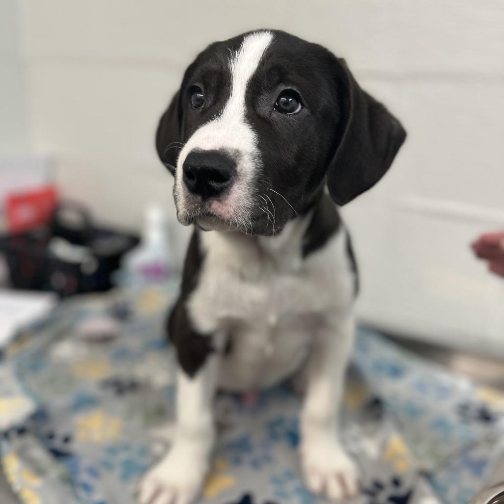 Enlarge Drew Pickles, a Adoptable mixed breed in Clanton, AL image 4/5