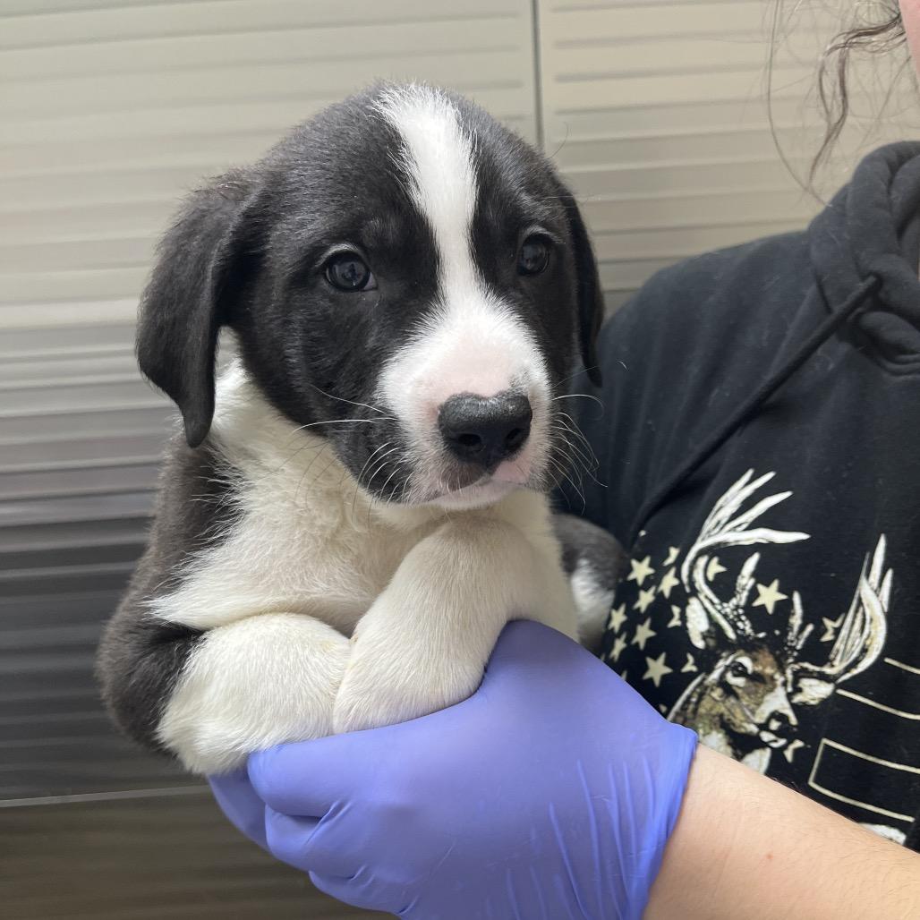 Enlarge Drew Pickles, a Adoptable mixed breed in Clanton, AL image 5/5