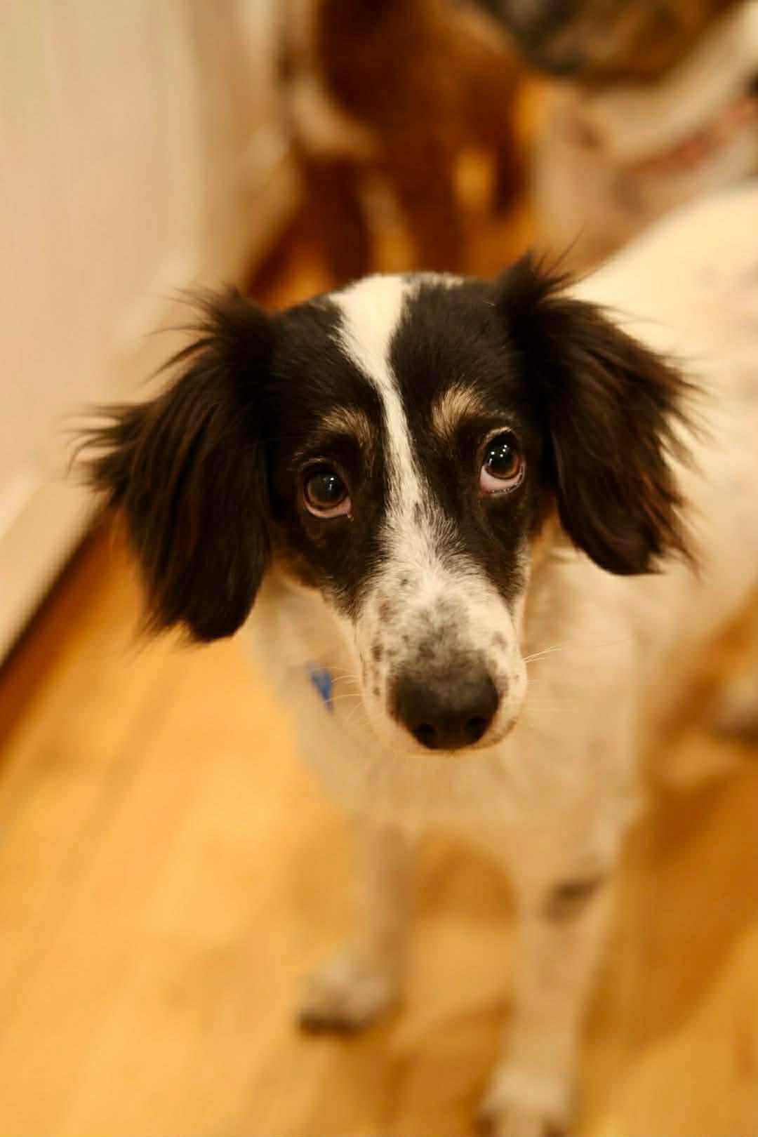 Enlarge Bently, a Adoptable Collie in Duluth, MN image 1/2