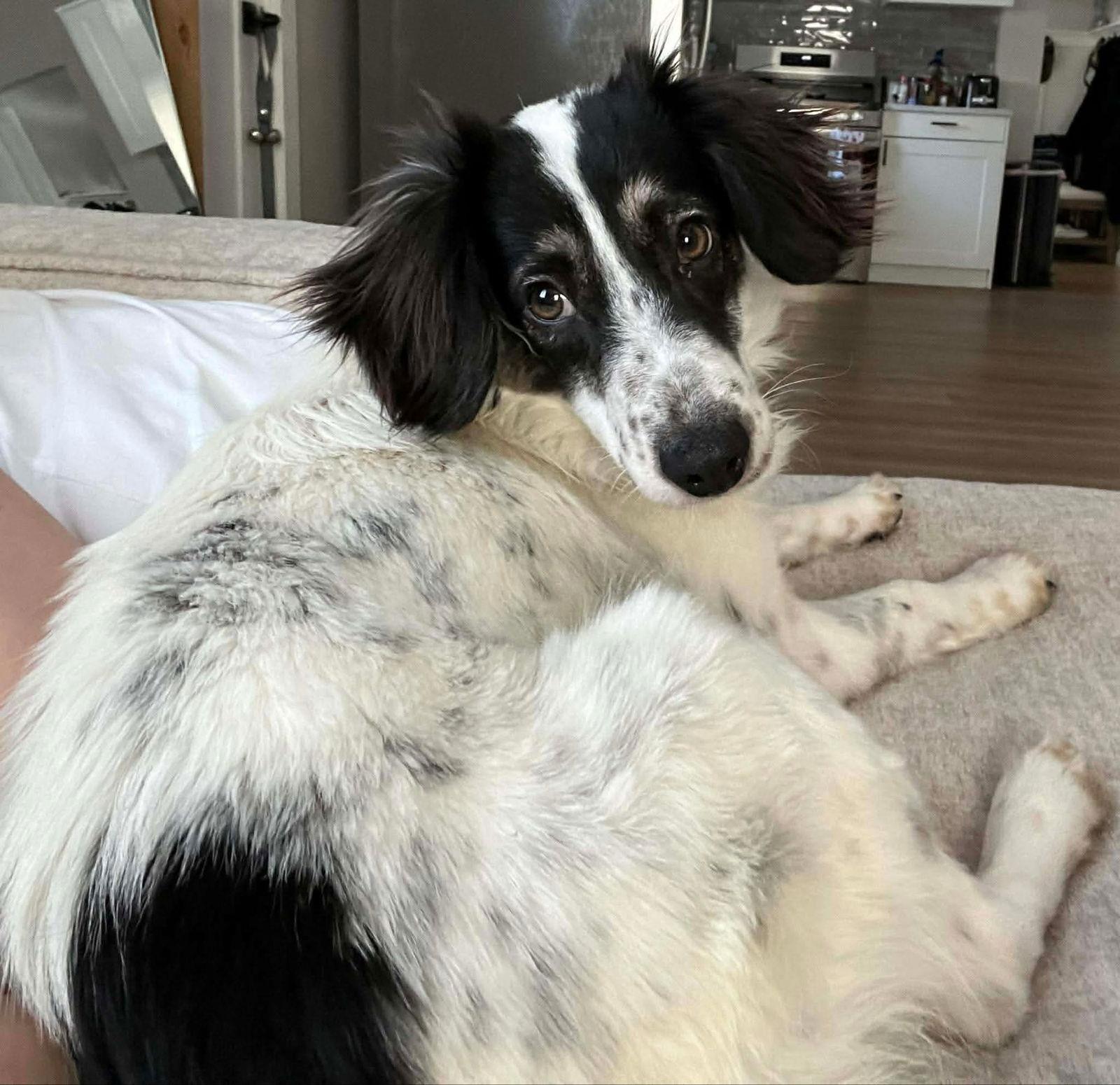 Enlarge Bently, a Adoptable Collie in Duluth, MN image 2/2