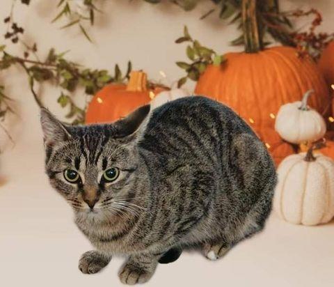 Kiwi, Adopted, Adult Female Domestic Short Hair.