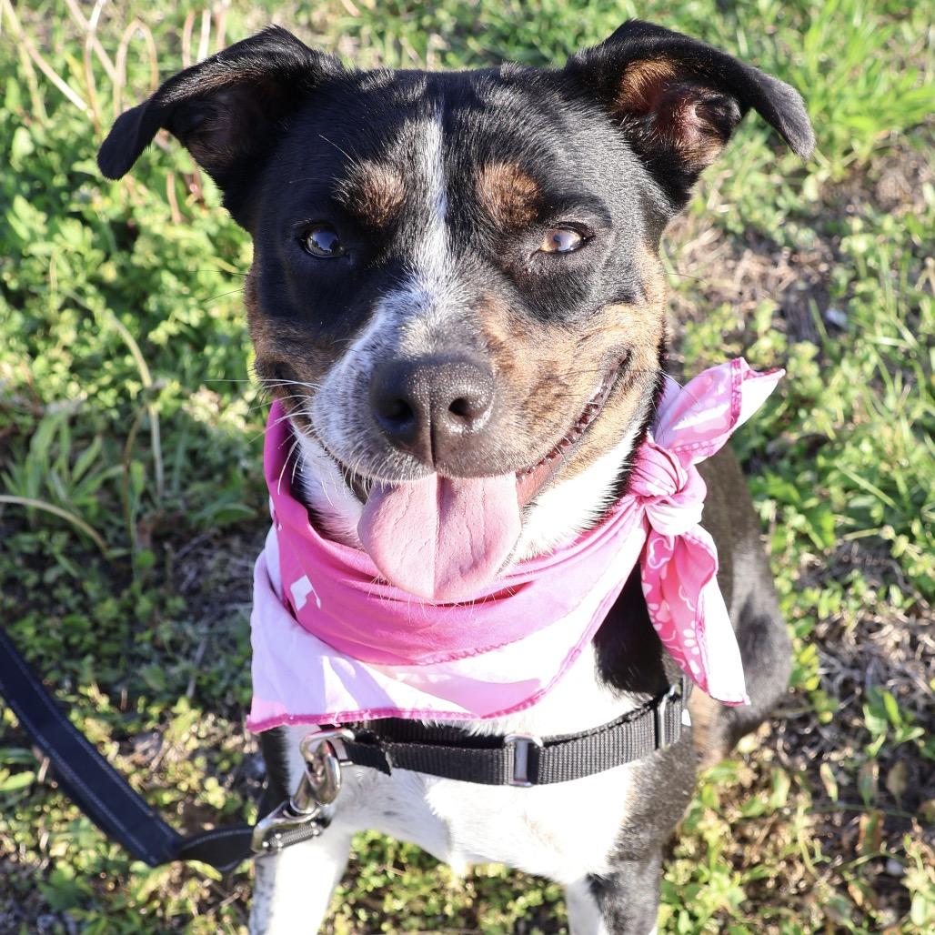 Kitty P4P, Adoptable, Adult Female Mixed Breed & Mixed Breed.