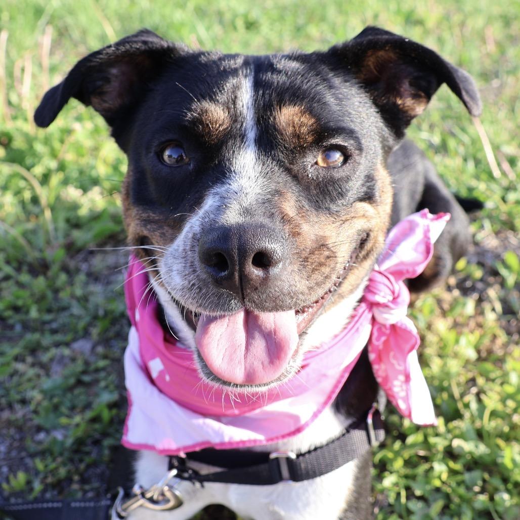 Enlarge Kitty P4P, a Adoptable mixed breed in St Joseph, MO image 2/3