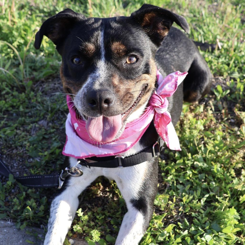 Enlarge Kitty P4P, a Adoptable mixed breed in St Joseph, MO image 3/3